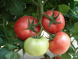 点击在新窗口中打开