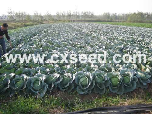 点击在新窗口中打开