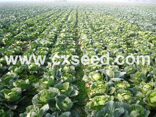 点击在新窗口中打开