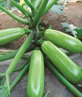 点击在新窗口中打开