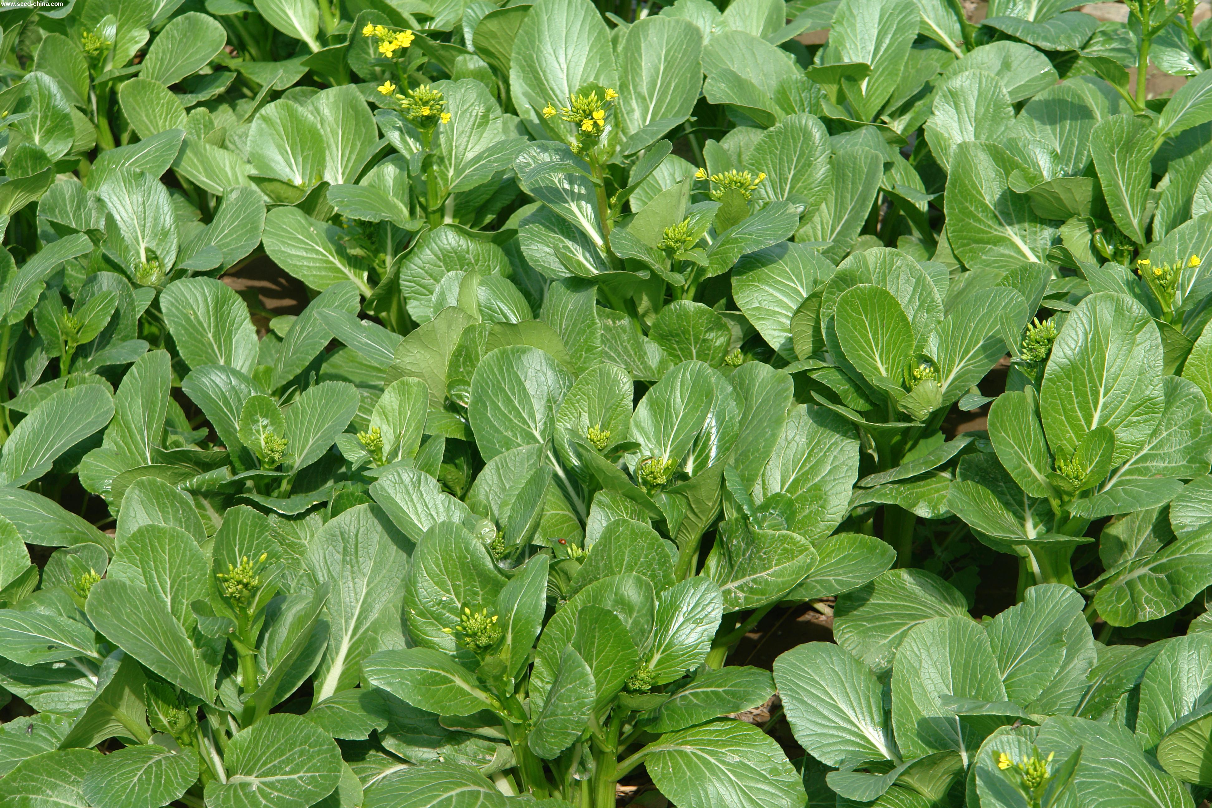 点击在新窗口中打开