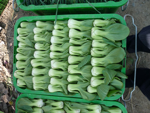 点击在新窗口中打开