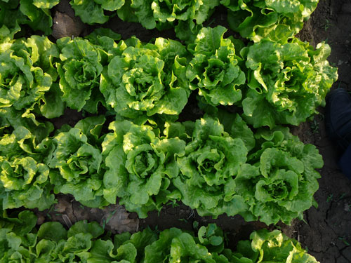 点击在新窗口中打开