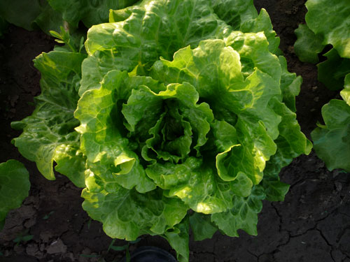 点击在新窗口中打开