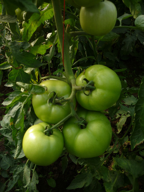 点击在新窗口中打开