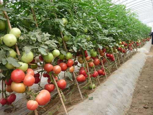 点击在新窗口中打开