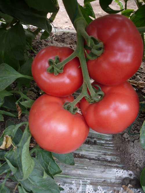 点击在新窗口中打开