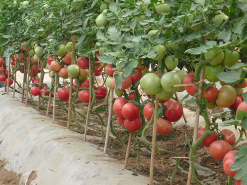 点击在新窗口中打开