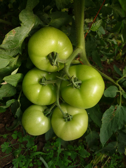 点击在新窗口中打开