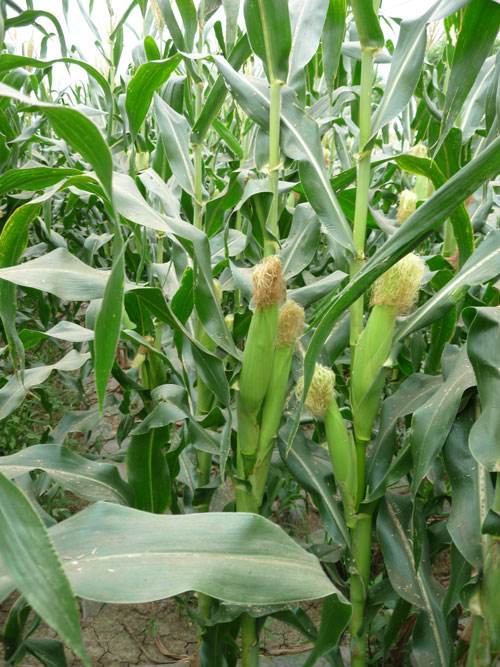 点击在新窗口中打开