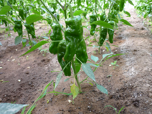 点击在新窗口中打开