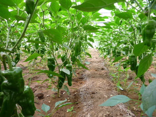 点击在新窗口中打开