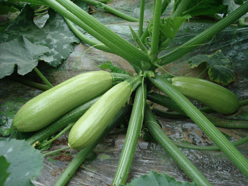 点击在新窗口中打开