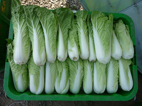 点击在新窗口中打开