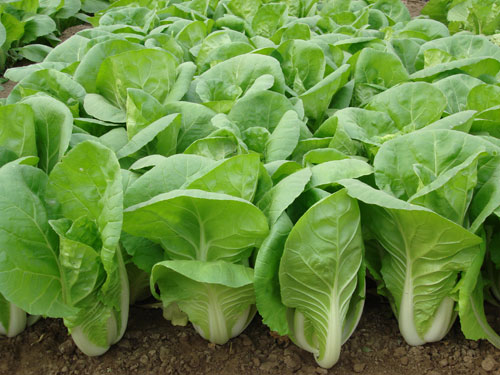 点击在新窗口中打开