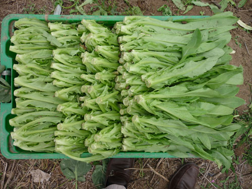 点击在新窗口中打开