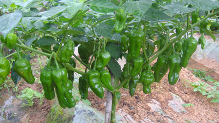 点击在新窗口中打开