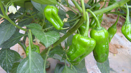 点击在新窗口中打开