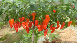 点击在新窗口中打开