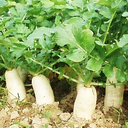 点击在新窗口中打开