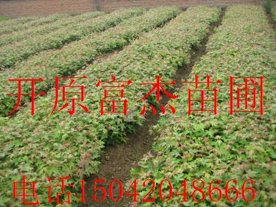 点击在新窗口中打开