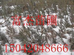 点击在新窗口中打开