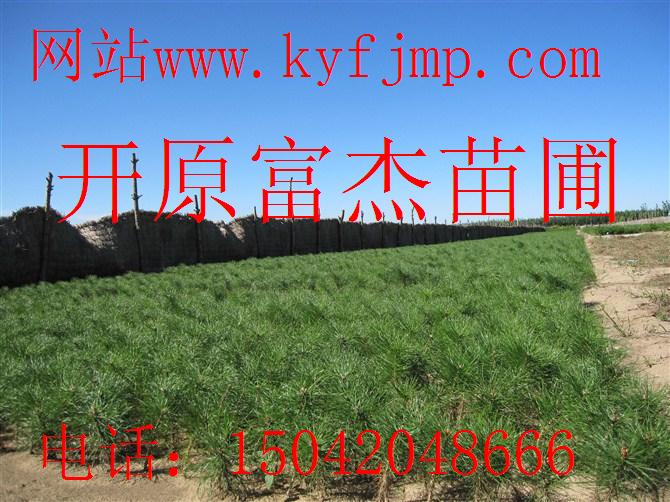 点击在新窗口中打开