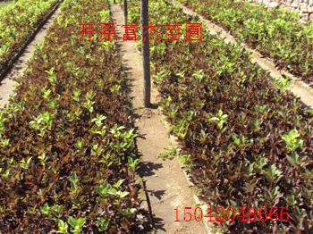 点击在新窗口中打开