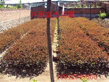 点击在新窗口中打开