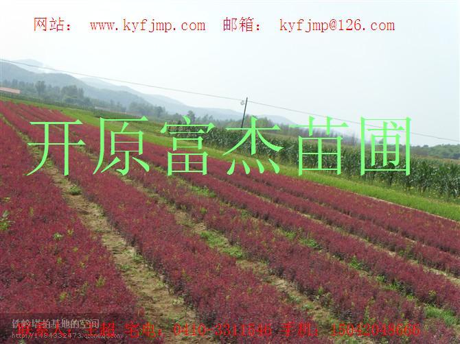 点击在新窗口中打开