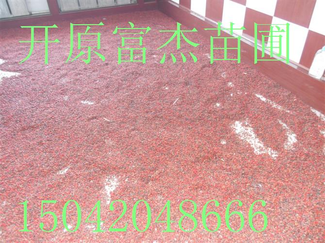 点击在新窗口中打开