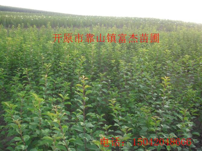 点击在新窗口中打开