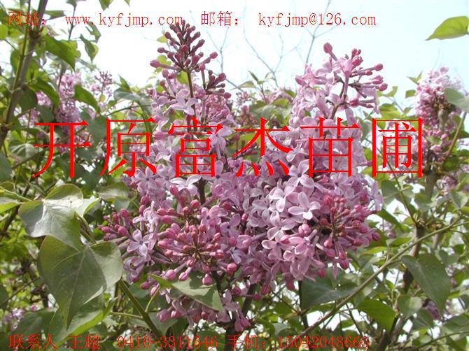 点击在新窗口中打开