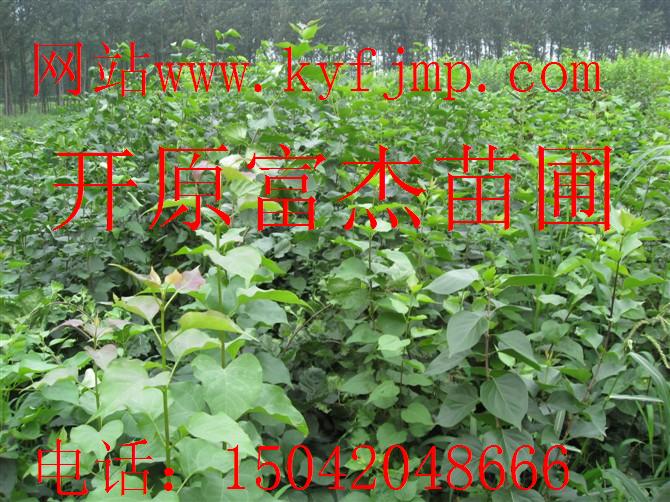 点击在新窗口中打开