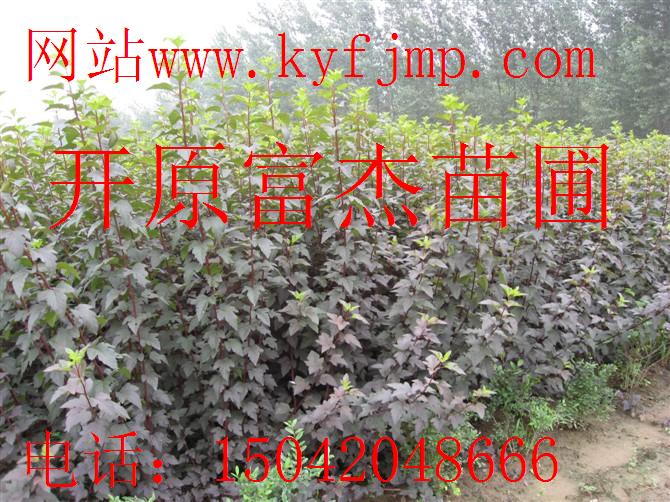 点击在新窗口中打开