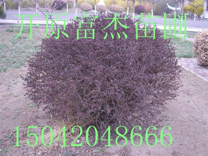 点击在新窗口中打开