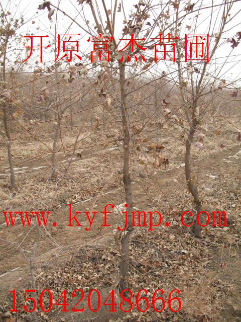 点击在新窗口中打开