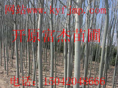 点击在新窗口中打开