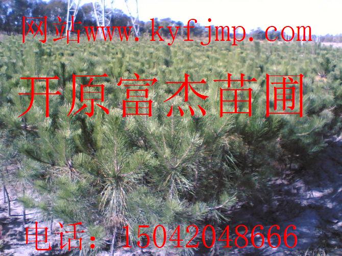 点击在新窗口中打开