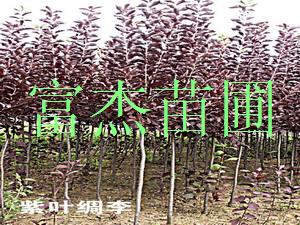 点击在新窗口中打开