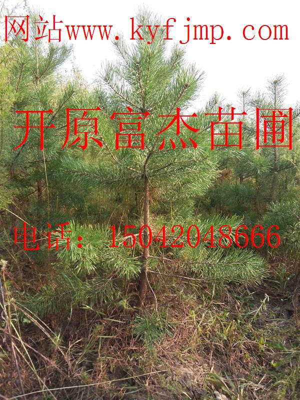 点击在新窗口中打开