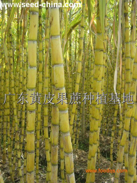 点击在新窗口中打开