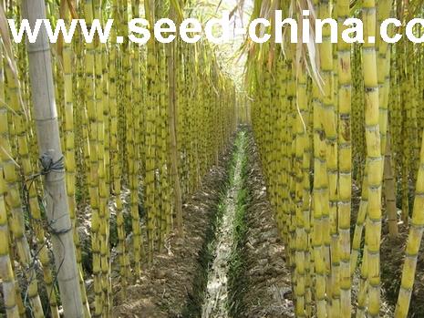 点击在新窗口中打开