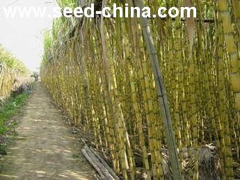 点击在新窗口中打开