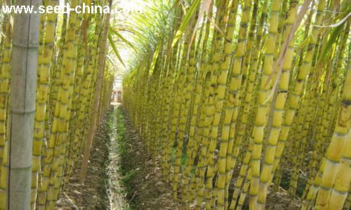 点击在新窗口中打开