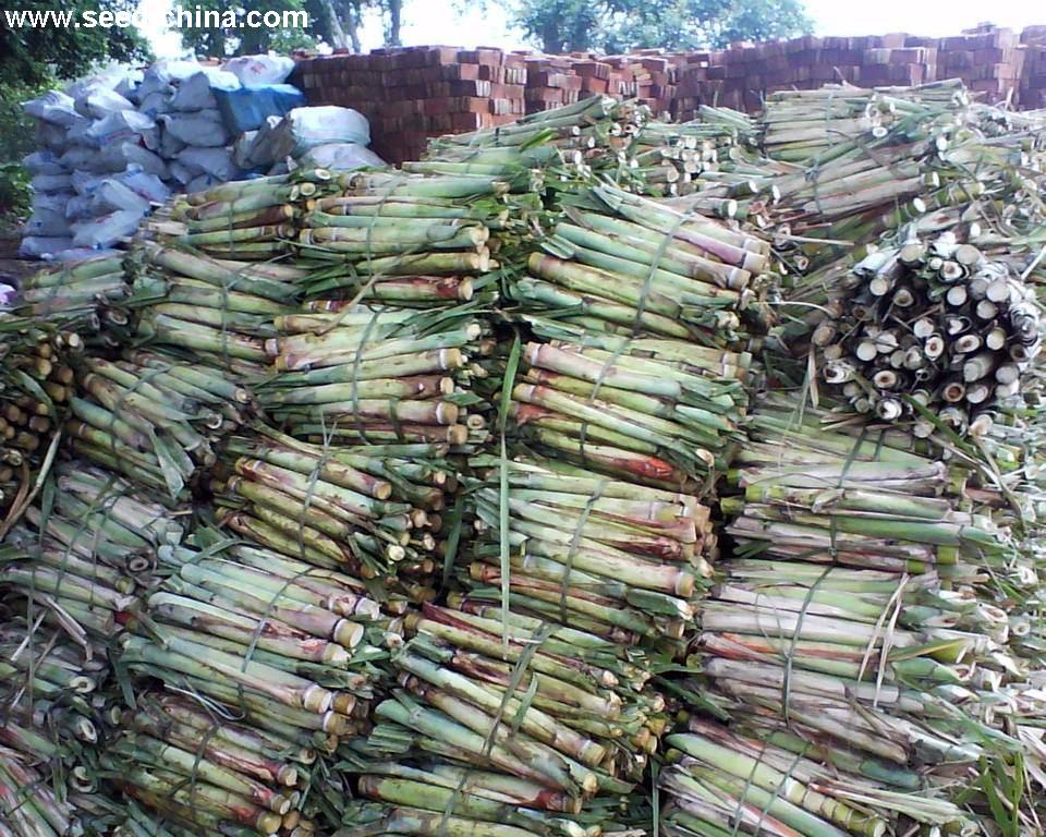 点击在新窗口中打开