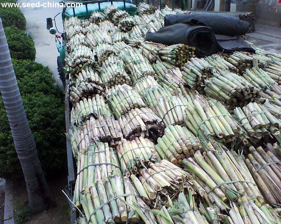 点击在新窗口中打开