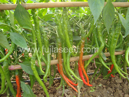 点击在新窗口中打开