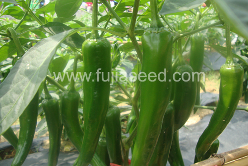 点击在新窗口中打开