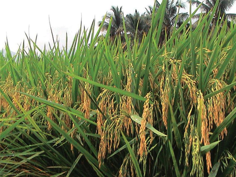 点击在新窗口中打开